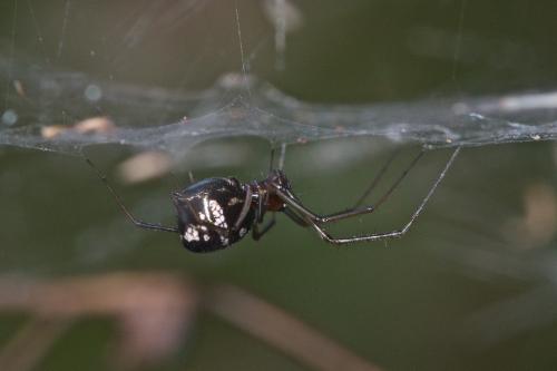 Neriene sp.