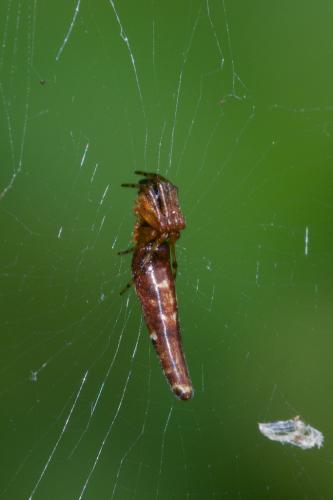 Réf. 228 037 : Cyclosa bifida