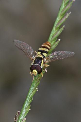 Ischiodon aegyptius