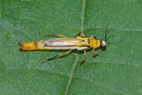 Réf. 228 250 : Ichthyurus sp.