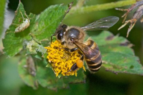 Réf. 228 378 : Apis sp.