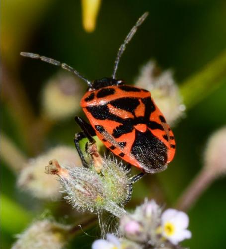 Réf. 228 434 : Eurydema ornata