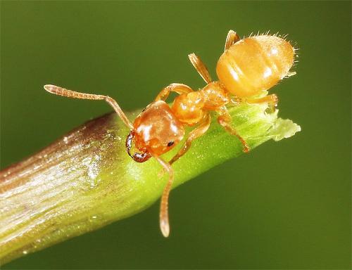 Lasius flavus