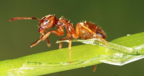 Lasius flavus
