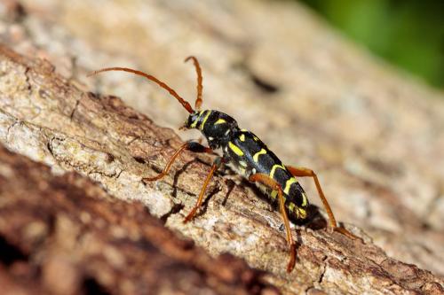 Plagionotus arcuatus