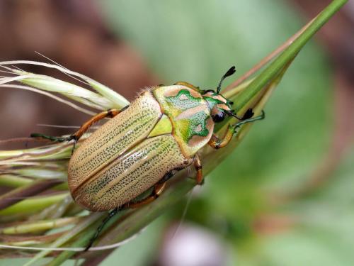 Gnathocera sp.