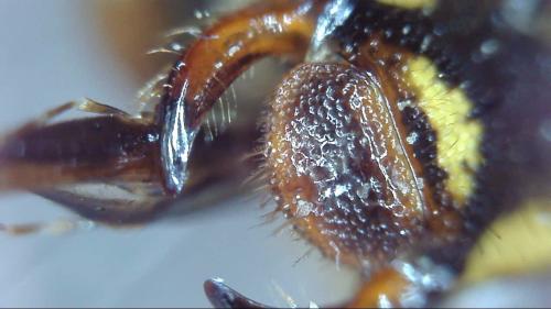 Nomada (goodeniana-succincta)