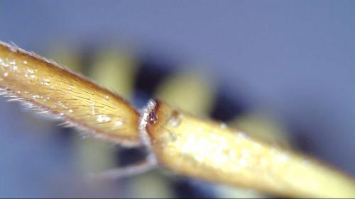 Réf. 228 245 : Nomada (goodeniana-succincta)
