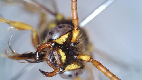 Réf. 228 244 : Nomada (goodeniana-succincta)