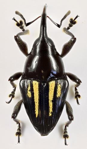 Cylindrocerus sp.