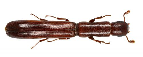 Réf. 228 380 : Nematidium constrictum