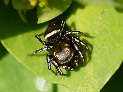 Réf. 228 700 : Heliophanus tribulosus