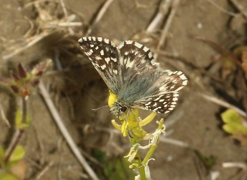 Réf. 228 216 : Pyrgus malvae