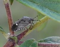 Réf. 228 544 : Holcostethus albipes