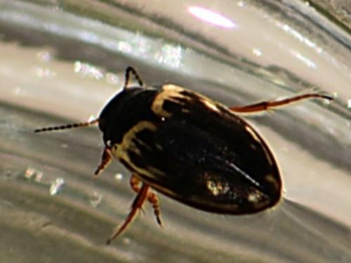 Hydroporus tessellatus