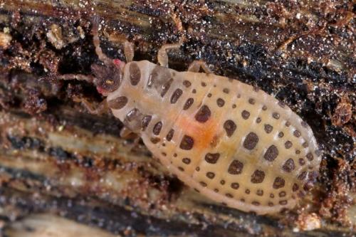 Réf. 228 059 : Aneurus sp.