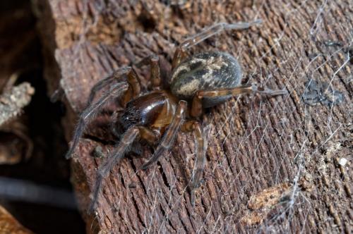 Réf. 228 038 : Amaurobius sp.