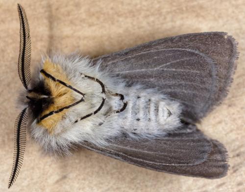 Diaphora mendica