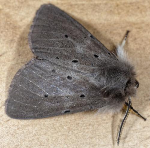 Diaphora mendica