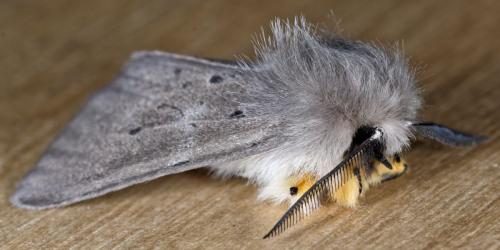 Diaphora mendica