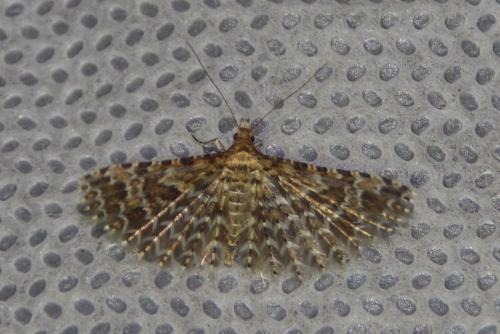 Réf. 228 942 : Alucita huebneri