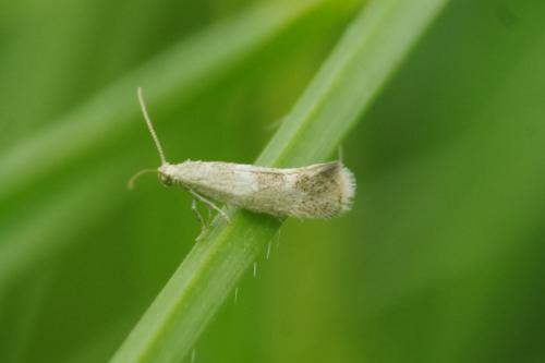 Elachista sp.