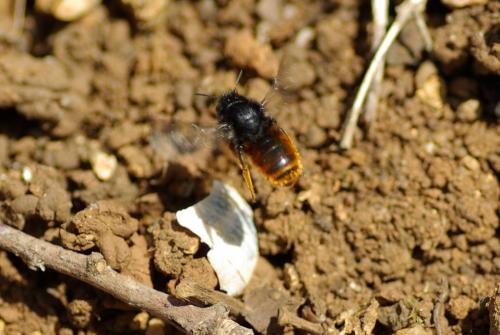 Osmia bicolor