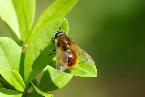 Cheilosia chrysocoma