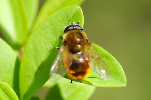 Cheilosia chrysocoma