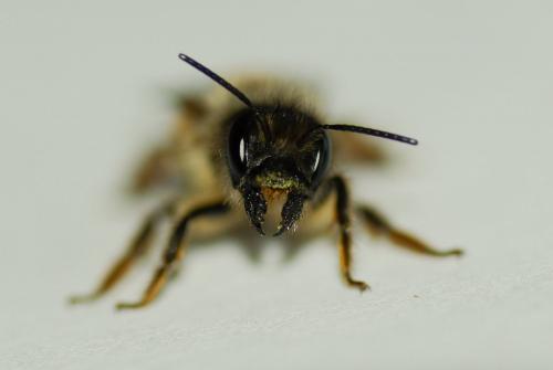Réf. 228 075 : Osmia bicornis