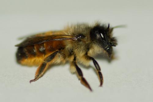 Réf. 228 076 : Osmia bicornis