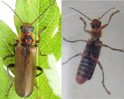 Cantharis terminata
