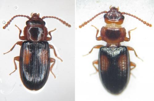 Laemophloeus monilis