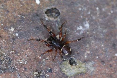 Asagena phalerata