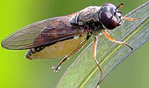 Melanostoma mellinum