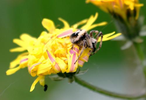 Agalenatea redii