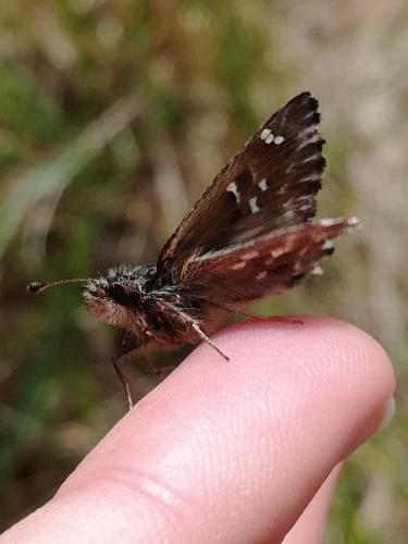 Réf. 228 438 : Carcharodus alceae