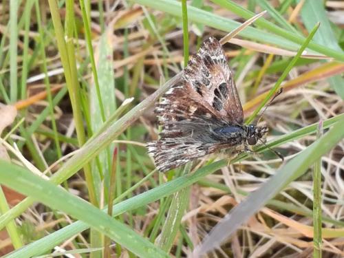 Réf. 228 439 : Carcharodus alceae