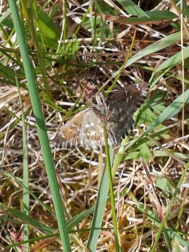 Réf. 228 440 : Carcharodus alceae