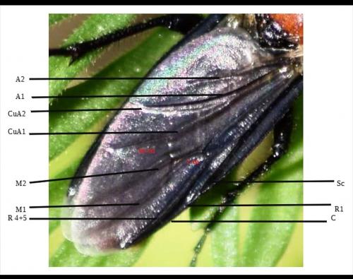 Bibio hortulanus