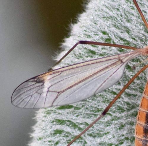 Réf. 228 111 : Tipula sp.