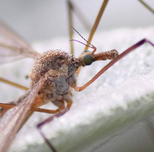 Réf. 228 109 : Tipula sp.