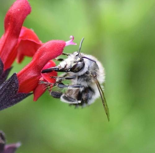 Anthophora plumipes