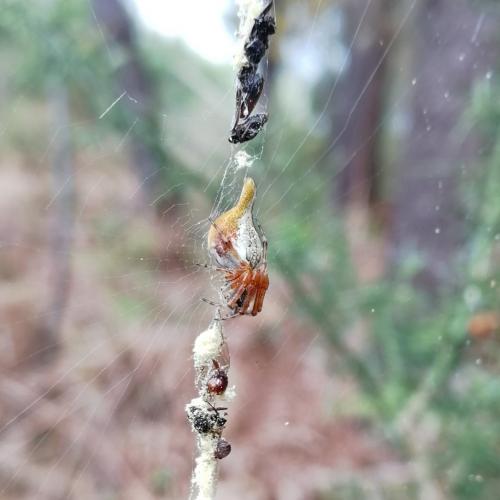 Cyclosa algerica
