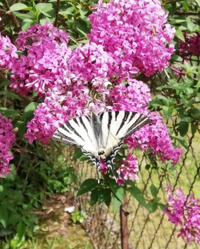 Iphiclides podalirius
