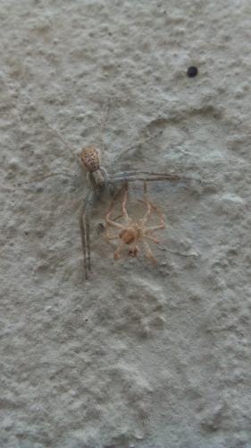 Philodromus dispar