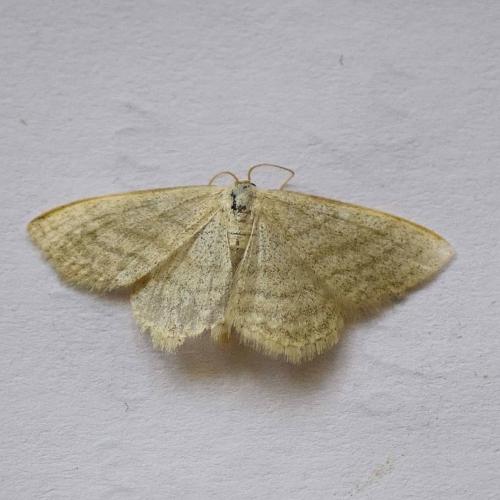 Réf. 228 520 : Idaea subsericeata