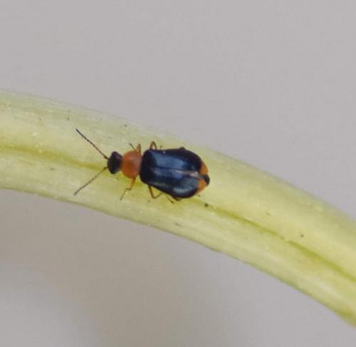 Réf. 228 521 : Ebaeus collaris