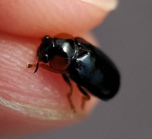 Réf. 228 606 : Smaragdina affinis