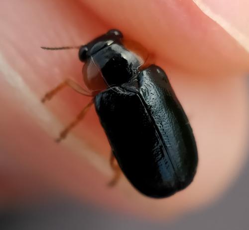 Smaragdina affinis